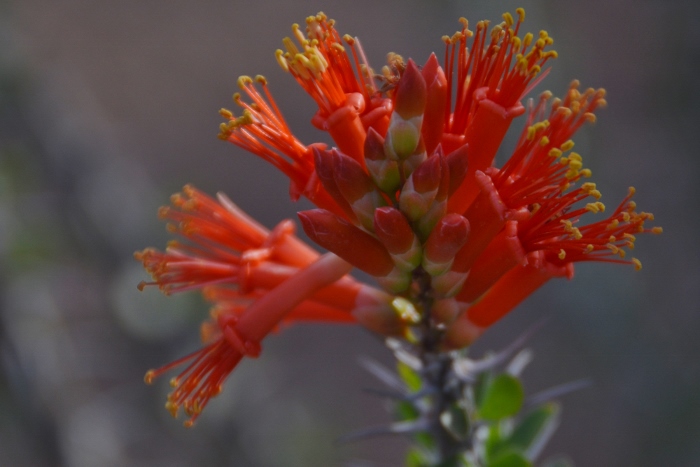 closeup of the ocotillo bloom called flaming arrow